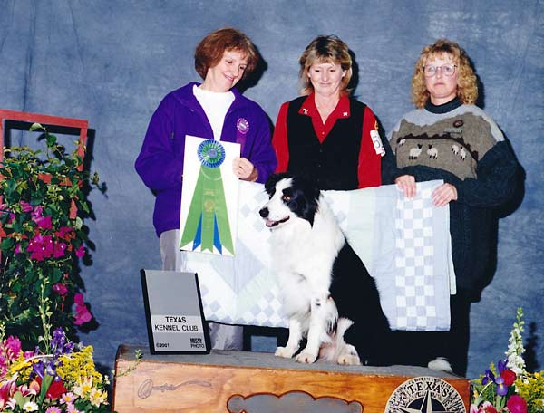 01 HIGH COMBINED - CH OTCH Detania Top Hat And Tails UDX - Border Collie.jpg -  HIGH COMBINED - CH OTCH Detania Top Hat And Tails UDX - Border Collie